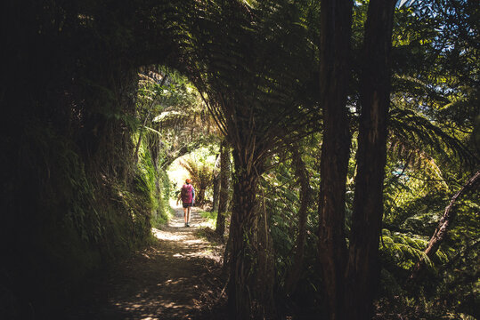 Woman walking through forest on the Abel Tasman Coast Track