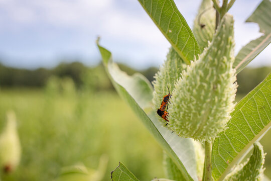 close up of milkweed bugs in summer nestled inside a milkweed plant