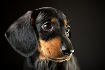 Portrait of a dachshund puppy.