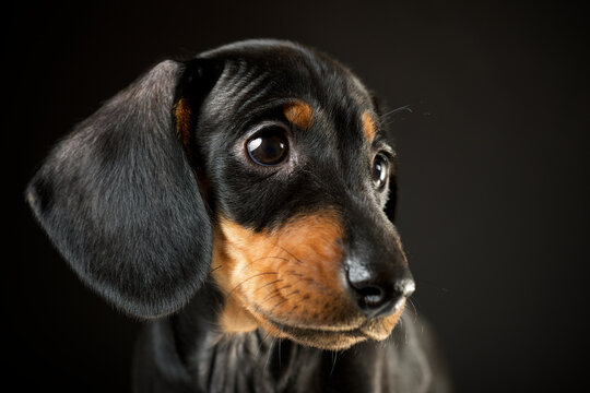 Portrait of a dachshund puppy.