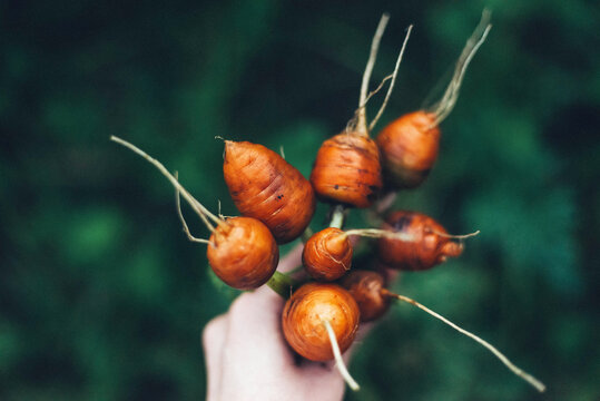 Woman harvesting carrots from backyard garden