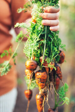 Woman harvesting carrots from backyard garden
