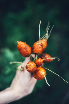 Woman harvesting carrots from backyard garden