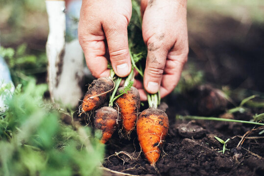 Woman harvesting carrots from backyard garden
