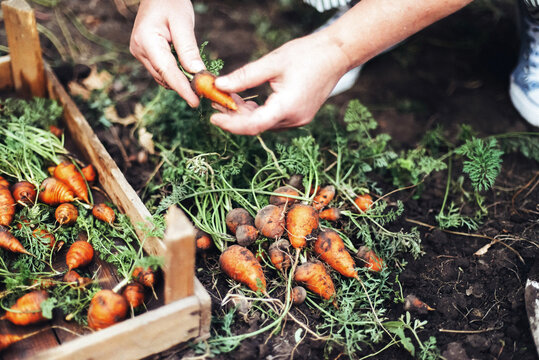 Woman harvesting carrots from backyard garden