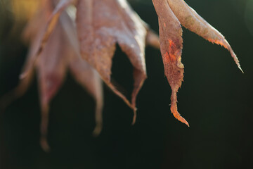 background of dried leaves macro