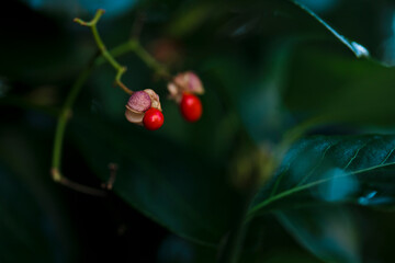 red berries on green leaves horizontal close up