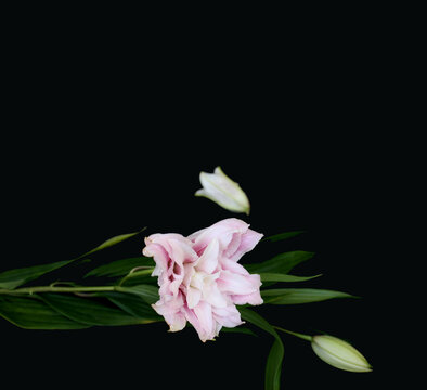 Beautiful Liliya bud was broken