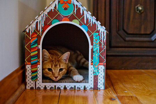 orange tabby kitten lays in a cat house made of gingerbread
