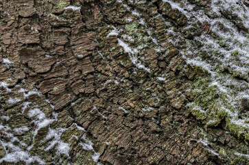 A nice background or wallpaper of bark from a spruce