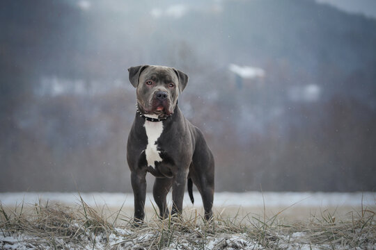 American Bully male dog 