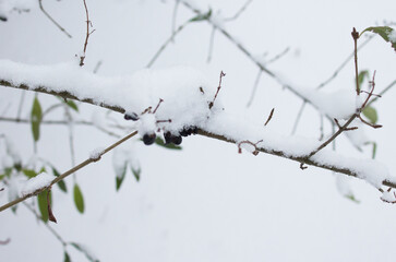 Black berries on branches with snow and freez