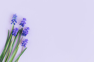 Obraz premium Beautiful Muscari flowers on a pastel violet background.