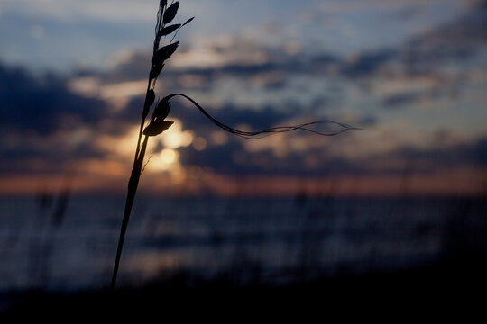 Beach grass in silhouette with sunset in the background
