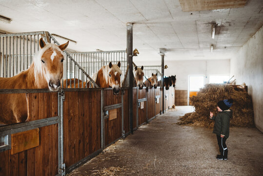 Young child in stable in winter looking at brown horses