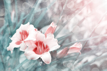 Naklejka na ściany i meble Beautiful pink blooming daylilies on a tinted background
