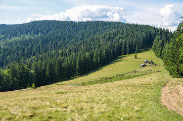 Fototapeta na wymiar High mountain farm on a green meadow among the coniferous forest on a summer day. Carpathian Mountains, Ukraine