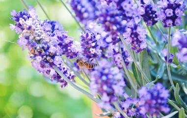 lavender flowers close up
