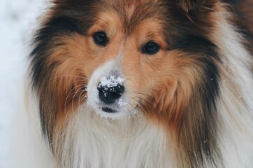 border collie portrait