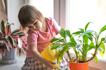 A little girl carefully waters the houseplants from a watering can. Copy space.