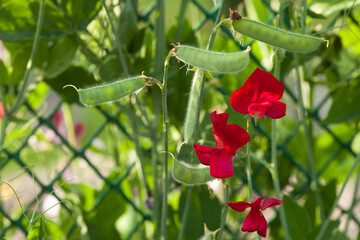 Pea plant. Pea and Bean plant and flowers. Garden and nature. Farming and food.Closeup red fragrant pea flowers on the blurred green grass background in sunny day