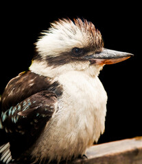 kookaburra