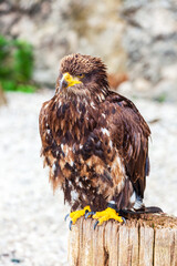 eagle