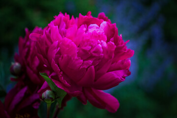 Big red peony flowers with green leaves in garden - 409092251