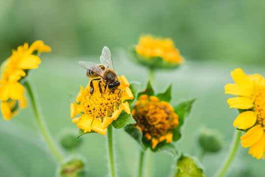 A flowers with a bee and blur background