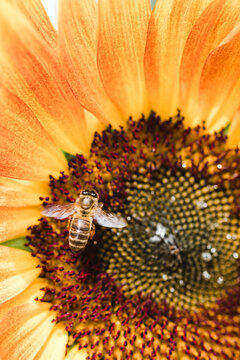 A flower with a bee and blur background