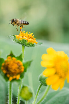 A flower with a bee and blur background