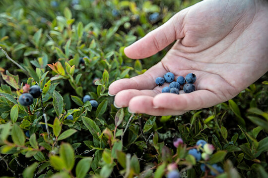 Close up of hand holding wild blueberries and blueberry bushes, Maine