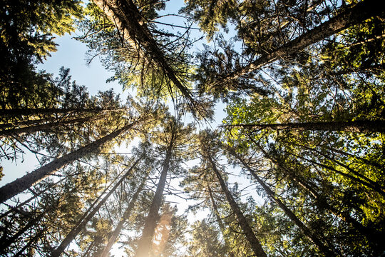 Looking up in forest of pine trees to the sky Appalachian Trail Maine