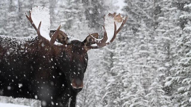 Moose in the Canadian Rockies