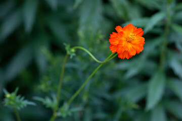 Closeup of orange flowers cinquefoil with green stems and leaves and dark backgroundgrowing in the gard