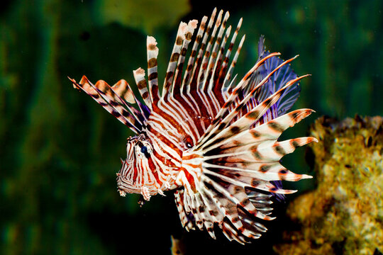 lionfish