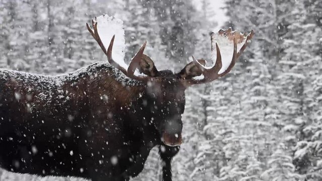 Moose in the Canadian Rockies