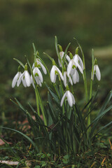 snowdrop flowers in the spring