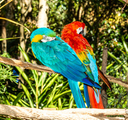macaw