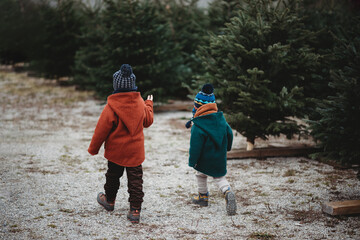 Back view of kids walking in tree farm picking Christmas tree winter