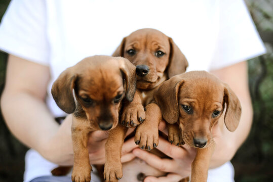 Midsection of woman with puppys standing outdoors