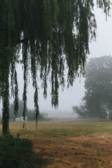 trees in the fog
