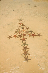 starfish