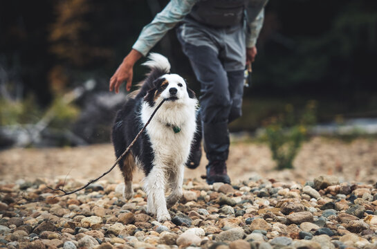 Fisherman chasing an australian shepherd with a stick on rocky shore