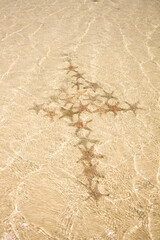 starfish