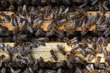 bees in the beehive