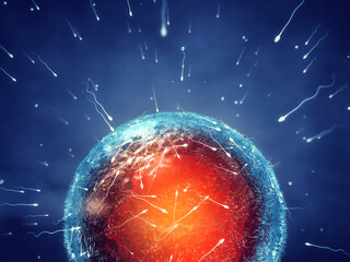 Male reproductive cells ( Sperm or Spermatozoa ) fertilizing a female reproductive cell ( Egg or Ovum ). Human fertilisation concept