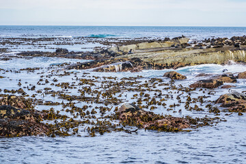 View of Duiker Island or Duikereiland (Afrikaans), also known as Seal Island in Hout Bay near Cape Town. Wild seals colony on Seal Island. South Africa. 