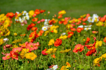 Obraz na płótnie Canvas Campo floral en primavera