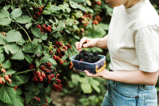 Cropped image of woman harvesting blackberries from plants at fa